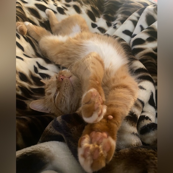 Meet your Posher, Lala💋 - Picture 2 of 4